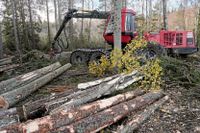 Centerpartiet anser att Skogsutredningen har slagsida mot att skydda skog. Arkivbild.
