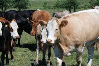 Biogas av ko- och grisgödsel kan minska växthusgasutsläppen med en fjärdedel.
