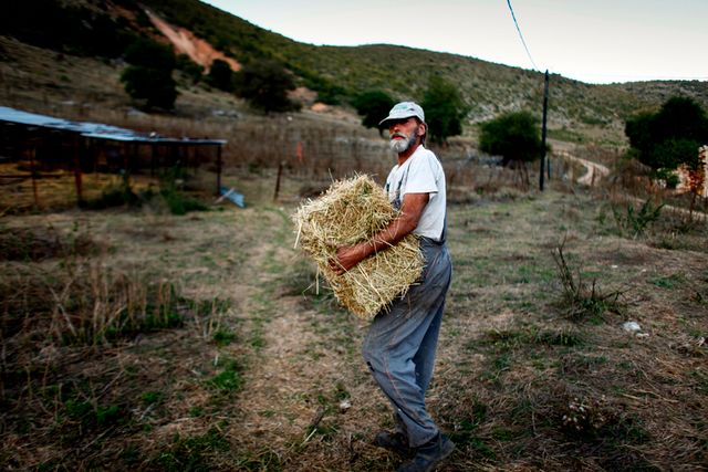 Många greker vill nu bli lantbrukare.