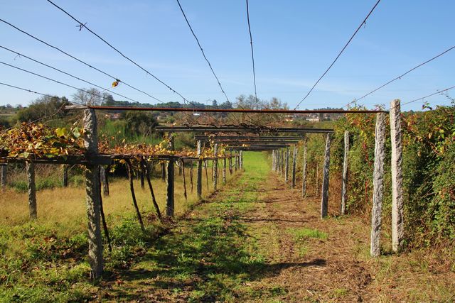 Det fuktiga vädret i Galicien gör att vinrankorna binds upp högt, i pergolasystem.