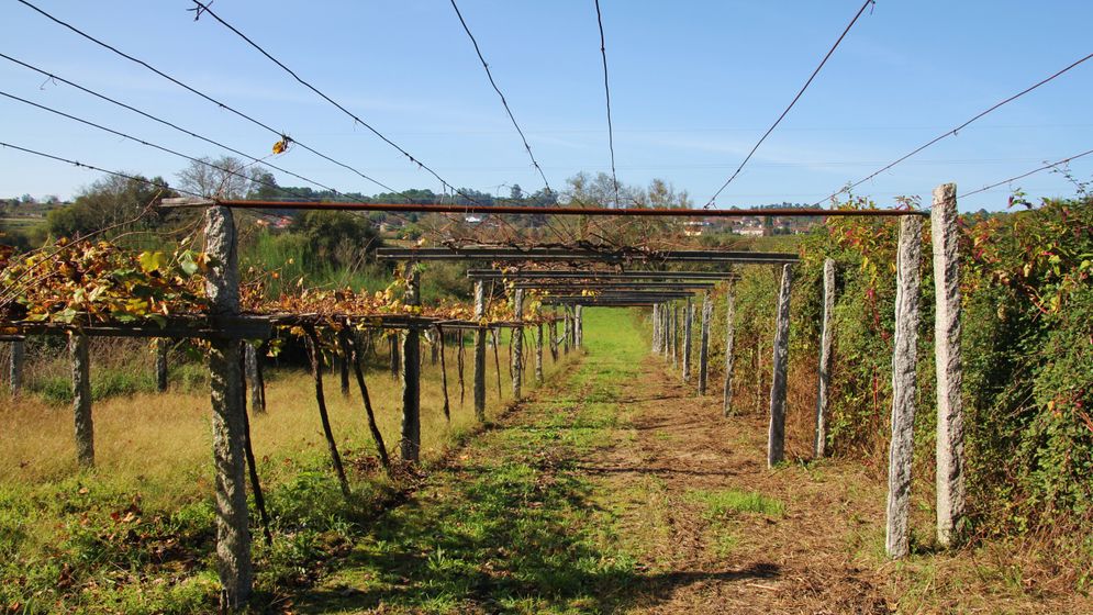 Det fuktiga vädret i Galicien gör att vinrankorna binds upp högt, i pergolasystem.