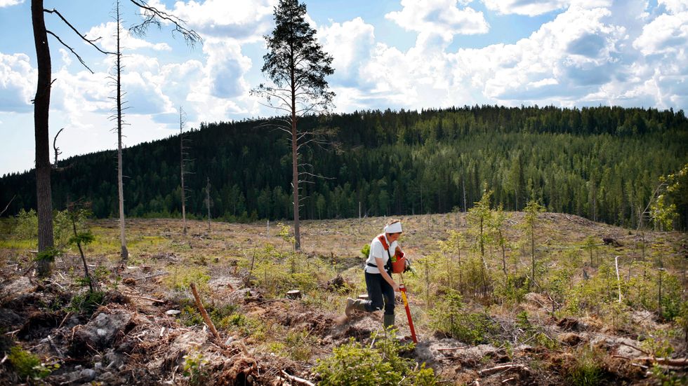 Plantering på hygge i Västerbotten.