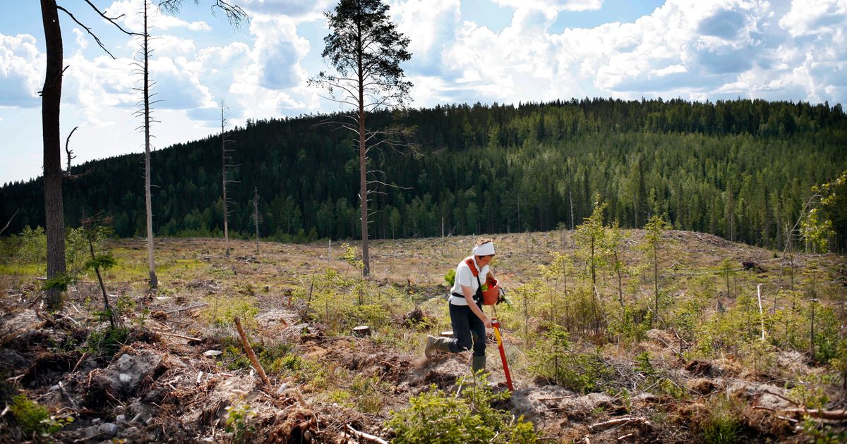 Forskare Klimatkompensation I Svensk Skog Dålig Idé Svd Debatt