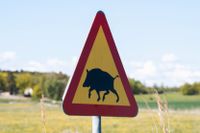 Förra året sköts runt 146 000 vildsvin av jägare i Sverige. Arkivbild.