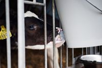 Samtliga branscher har förhandlat eller förhandlar om prishöjningar på marknaden på grund av torkan – förutom mejeriindustrin, skriver debattörerna.