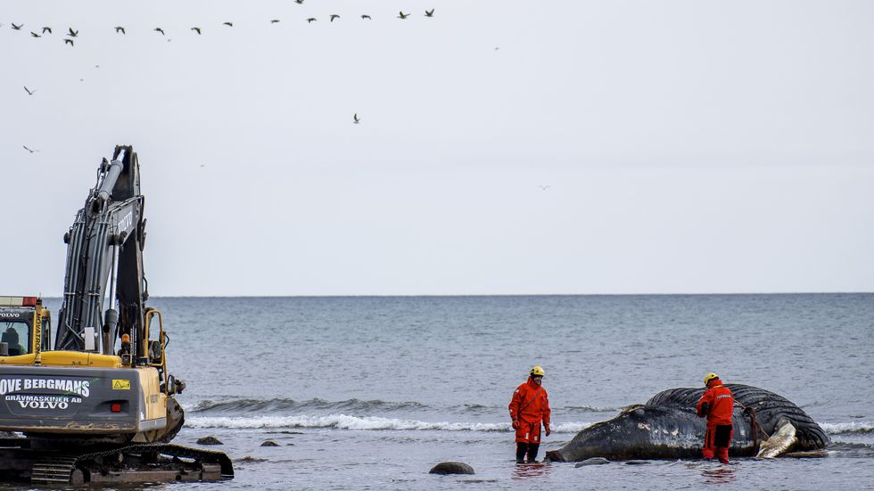 Knölvalen som strandat på Ölands kust på väg att lastas  i en container för transport till en förbränningsanläggning i Danmark.