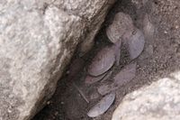Fyndet av silvermynt från Vikingatiden gjordes i Vallentuna.