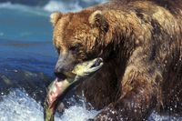 Grizzlybjörn fiskar lax i Alaska. Alla läsare sjunger inte veganismens lov i gensvaren på Idagsidans serie.