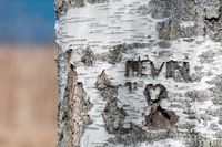 Kevins namn inristat i en björkstam i närheten av platsen där man hittade den fyraårige pojken.