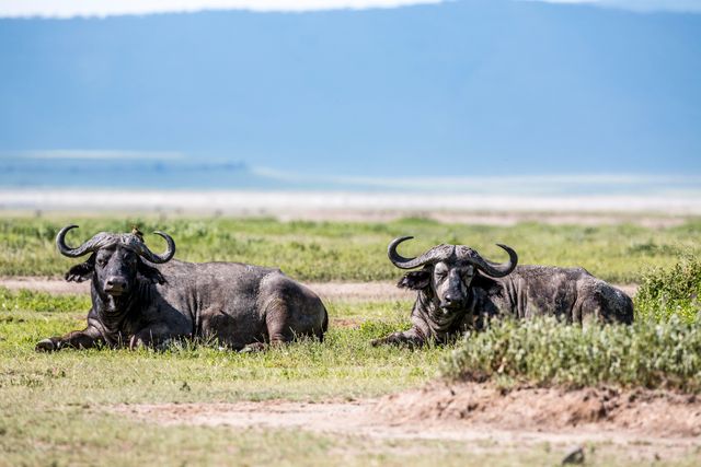 Bufflar  i Serengeti 