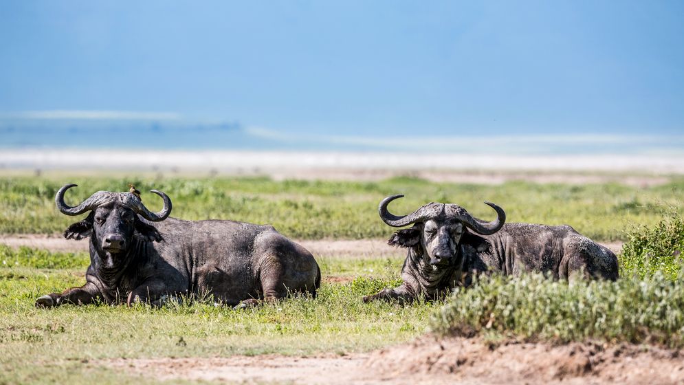 Bufflar  i Serengeti 