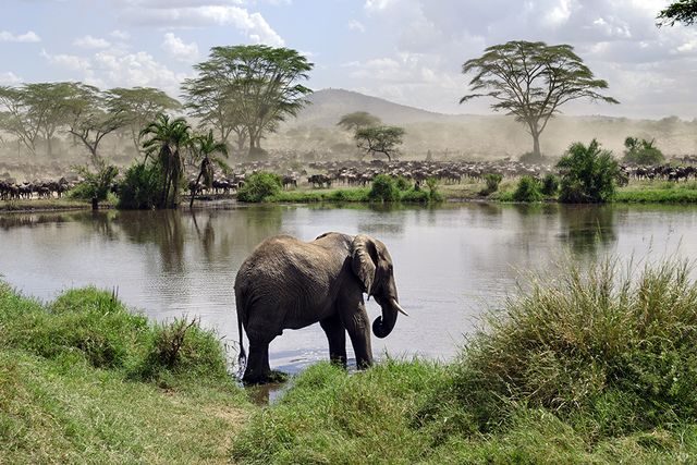 Elefant i Serengeti 