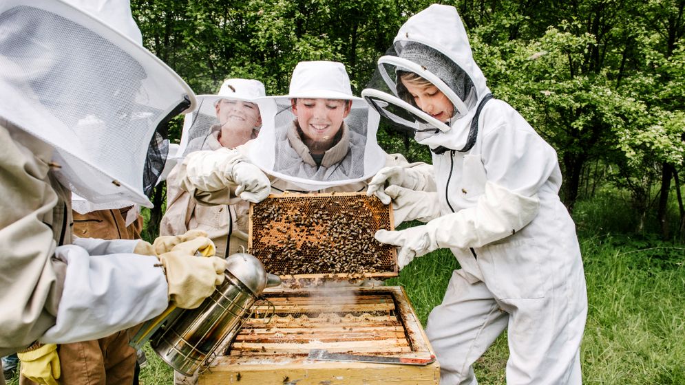 Jonathan puffar ut rök så att bina håller sig lugna medan Wilhelm och Tuva lyfter upp en ram ur bikupan.