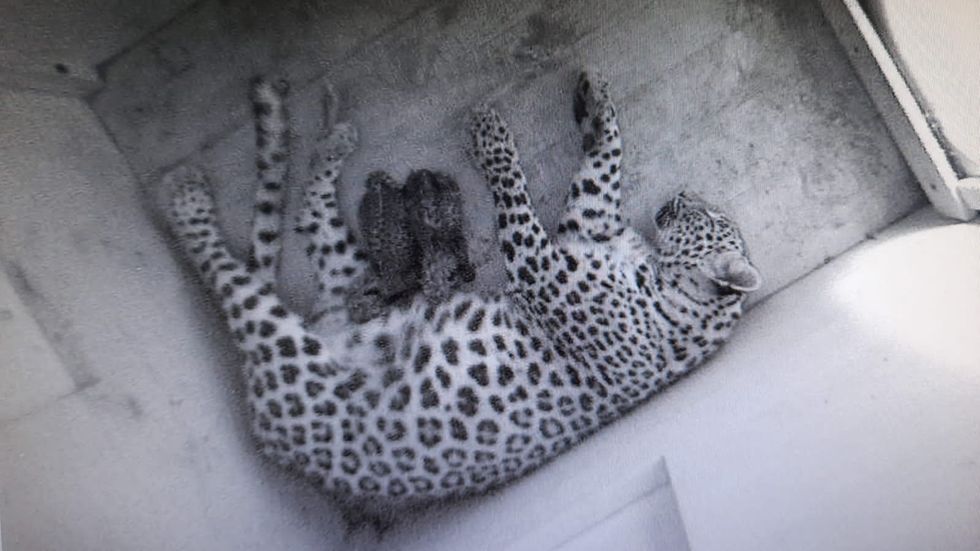 Persiska leopardungar vilar med sin mamma.