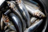Strömming från Östersjön och Bottniska viken är en av flera feta fisksorter som kan innehålla höga halter av miljögifterna PCB och Dioxin. Arkivbild.