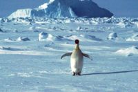 En ensam pingvin på vandring över Antarktis is.