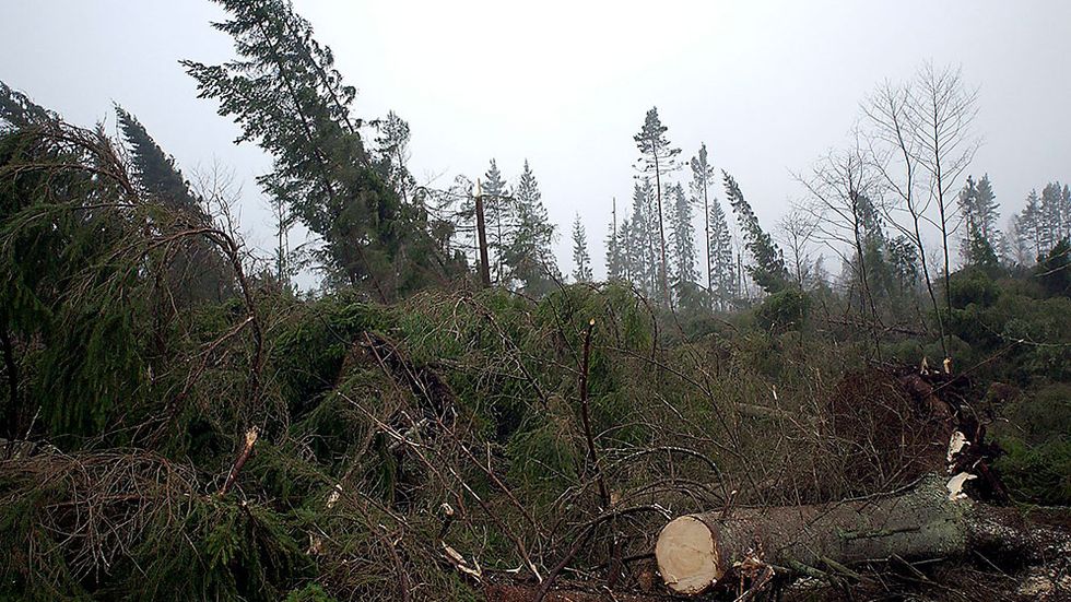 Röjningsarbete i förstörd skog efter stormen Gudrun i södra Sverige.