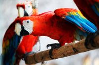 Papegoja i Amazonas.