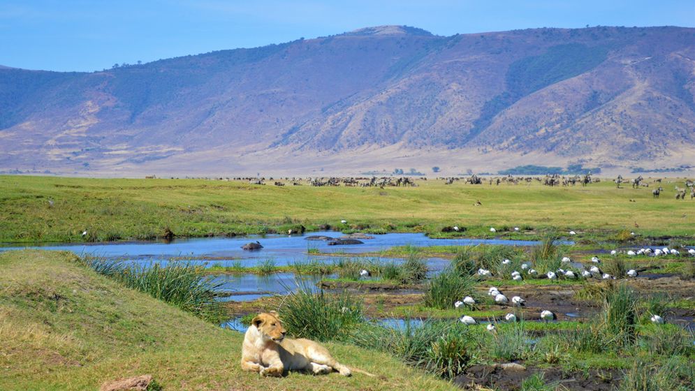 Lejon i Ngorongoro. 
