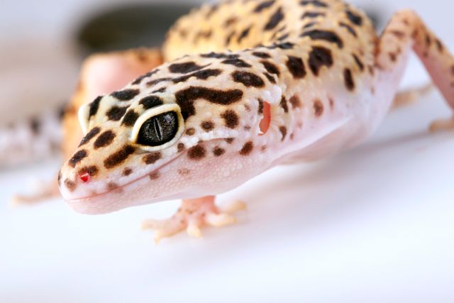 Leopardgeckon är en av de vanligaste ödlorna vi har i fångenskap.