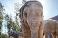 Elefantungen Prince, vars båda föräldrar skänkts till den svenske kungen respektive danska drottningen av Thailands kung, har dött på Kolmårdens djurpark av oklar anledning.