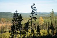 Naturreservaten blir fler i Sverige. På bild naturreservatet Hykjeberget på gränsen mellan Mora kommun och Älvdalens kommun. Arkivbild.