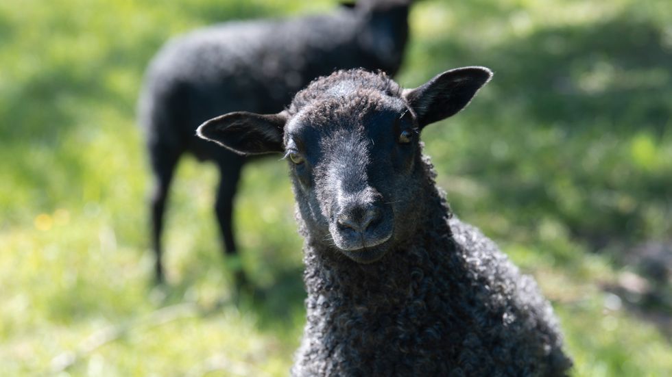 Nya Zeeland kan bli först i världen med skatt på rapar från får och andra idisslare. Arkivbild.