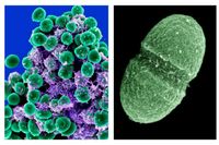 Runt 10 000 olika arter bakterier bor i var och en av oss. Till vänster Staphylococcus epidermidis, till höger Enterococcus faecalis.