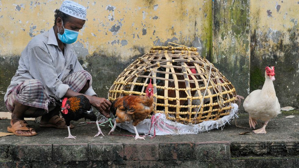 En man i Bangladesh säljer kycklingar under pandemin.