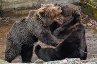 Vad betyder egentligen björntjänst?