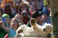 Isbjörnsungen Knut vinkar till publiken på Berlins zoo.