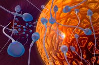 Spermier närmar sig en äggcell i ett försök att befrukta den. Illustration: Science Photo Library