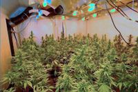 Cannabisodling i bostadshus hittad av polisen som avslöjat ett flertal cannabisfabriker i Väst- och Sydsverige.