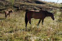 Två hästar betar i Österhaninge. Efter den långvariga torkan är bönderna oroliga för årets skörd. 