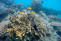 Sura hav och massblekning av koraller är några konsekvenser av varmare hav. 
