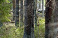 Skogen i Västra Götaland tappade 389 gram kol per kvadratmeter per år i upptagningsförmåga. Arkivbild.