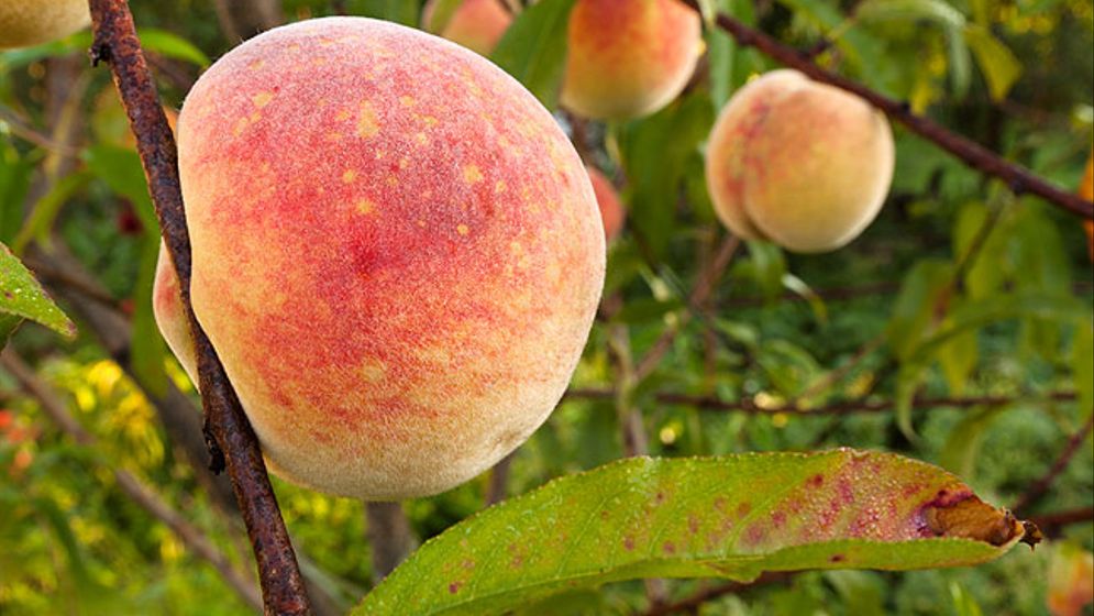 Klimatförändringarna gör det möjligt att odla fler persikor, fikon och liknande i Sverige.