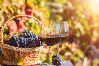 SvD Mat&Dryck har testat åtta nya viner ur Systembolagets ordinarie sortiment.