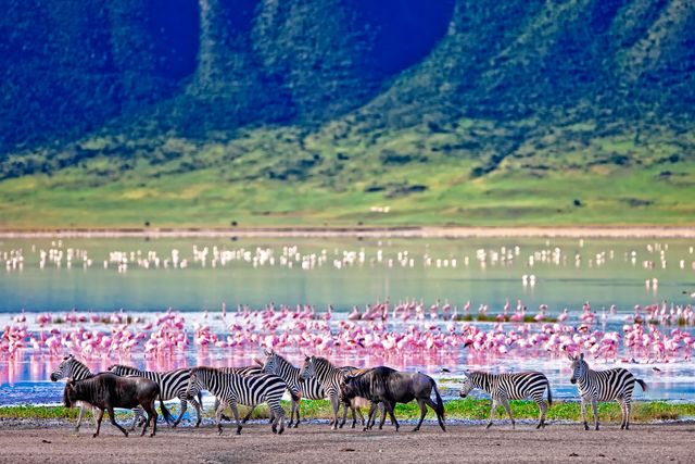 I Ngorongoro i Tanzania finns  en kollapsad vulkan. Sannolikheten att få syn på flamingos och zebror i området är stor. 