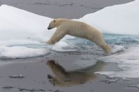 Foto: Jon Aars/ Norsk Polarinstitutt/TT
