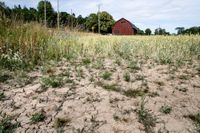 Sverige riskerar att slå ut sitt eget lantbruk.-