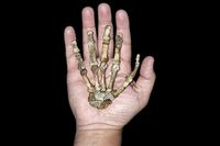 Handbenen från en vuxen Australopithecus sediba. Vårt eget släkte, Homo, har ett ursprung höljt i dunkel. Nu har problemet komplicerats ytterligare, genom upptäckten av en tidigare okänd förmänniska i Sydafrika. Dess fossil antyder att arten kanske är vår verkliga anmoder. Fossilen, som består av 220 ben från minst fem individer, är extremt välbevarade och näst intill kompletta. De hittades i en kalkstensgrotta kallad Malapa inte långt från Johannesburg för tre år sedan.