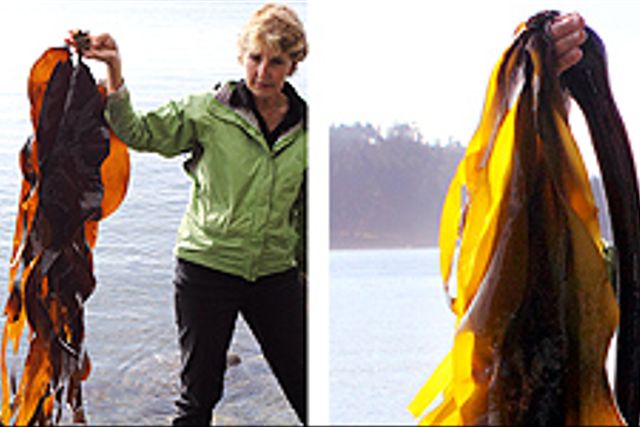 För Diane Bernard på Vancouver Island är skördandet av alger både levebröd och förvaltande av tradition.