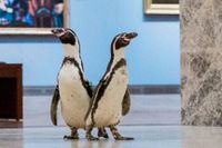 En miljard lär ha sett klippet där pingviner går runt och spanar in konsten på Nelson-Atkins Museum of Art i Kansas City.