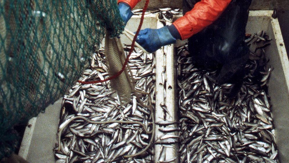 Siklöje-fiske i norra Bottenviken.