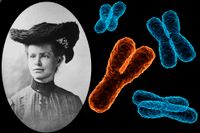 Nettie Stevens och Y- och X-kromosomer.