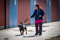Maria Björn tar ut rottweilern Plusha på ett avskilt område utanför Kristianstad där tre ukrainska hundar hålls isolerade i väntan på provsvar. – Det har varit mycket väntan och mycket bilresor i trånga burar för dem. Det har varit svält, de var hungriga, törstiga och väldigt magra när de kom, berättar hon.