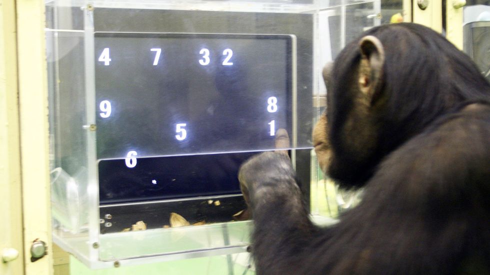 Schimpansen Ayumu fick alla siffror rätt i testet 2006 på Primate Research Institute, Kyoto, Japan.