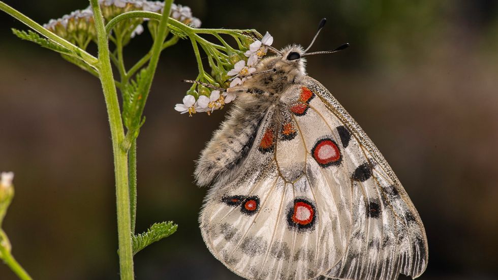 Apollofjärilen är en av de arter som har minskat kraftigt i Sverige. En orsak är att de blomrika gräsmarker som är viktiga för dagfjärilarna har försvunnit.
