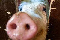 Ett team av kinesiska forskare har lyckats skapa ny vävnad av ett mänskligt organ inne ett annat djur – i grisar. Grisen på bilden är dock inte den aktuella grisen.